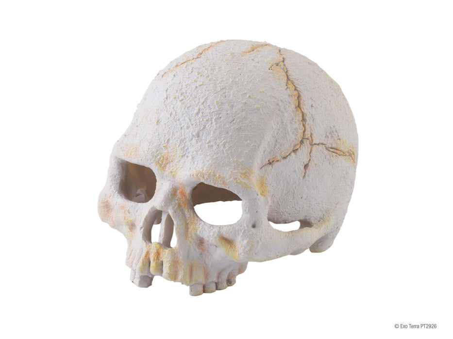 Exo Terra Primate Skull, Small