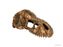 Exo Terra T-Rex Skull, Small