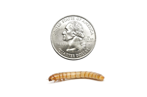 Giant Mealworms (Cupped) - DubiaRoaches.com