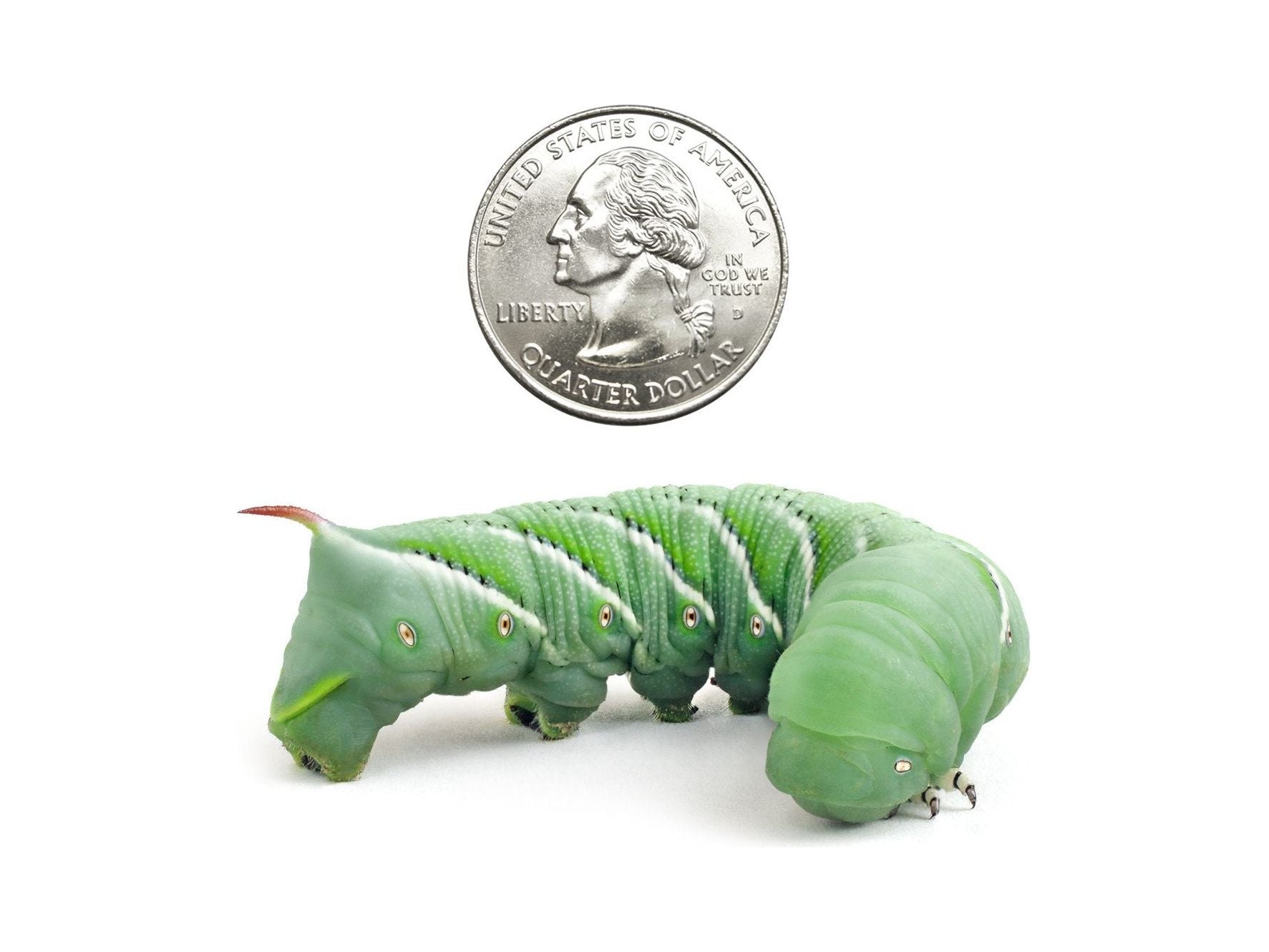 Medium Hornworms (Cupped) - DubiaRoaches.com