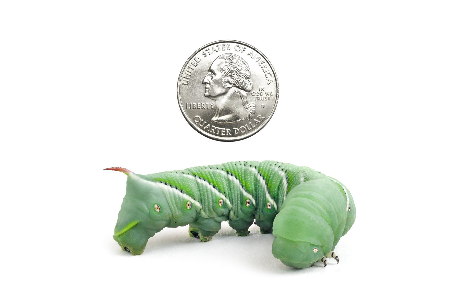 Medium Hornworms (Cupped) - DubiaRoaches.com