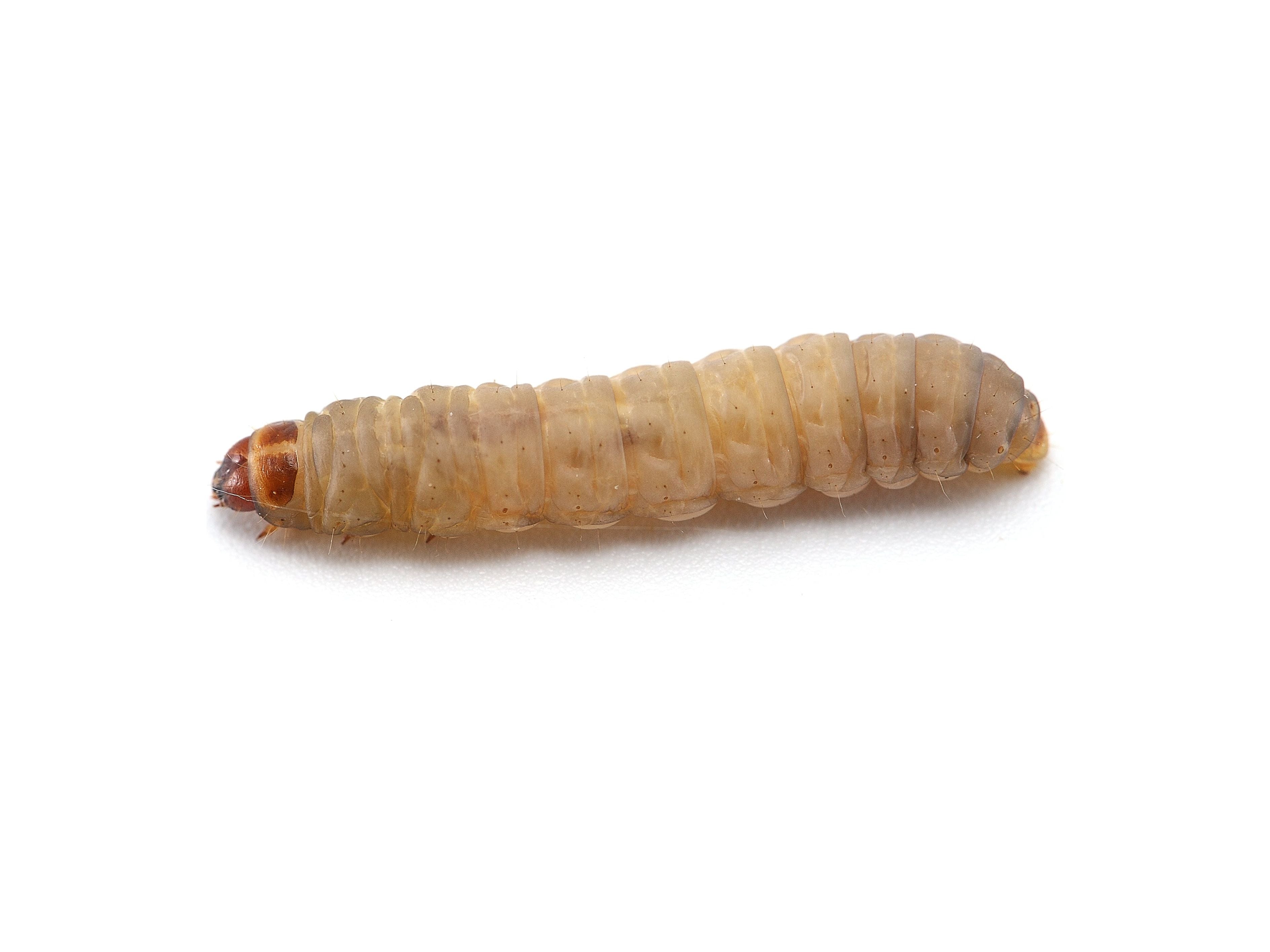 Waxworms