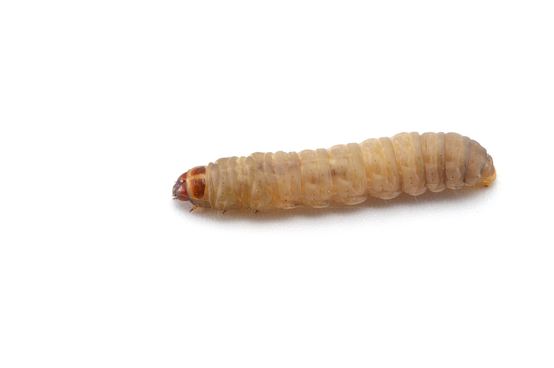 Feeder Waxworms for Sale Online