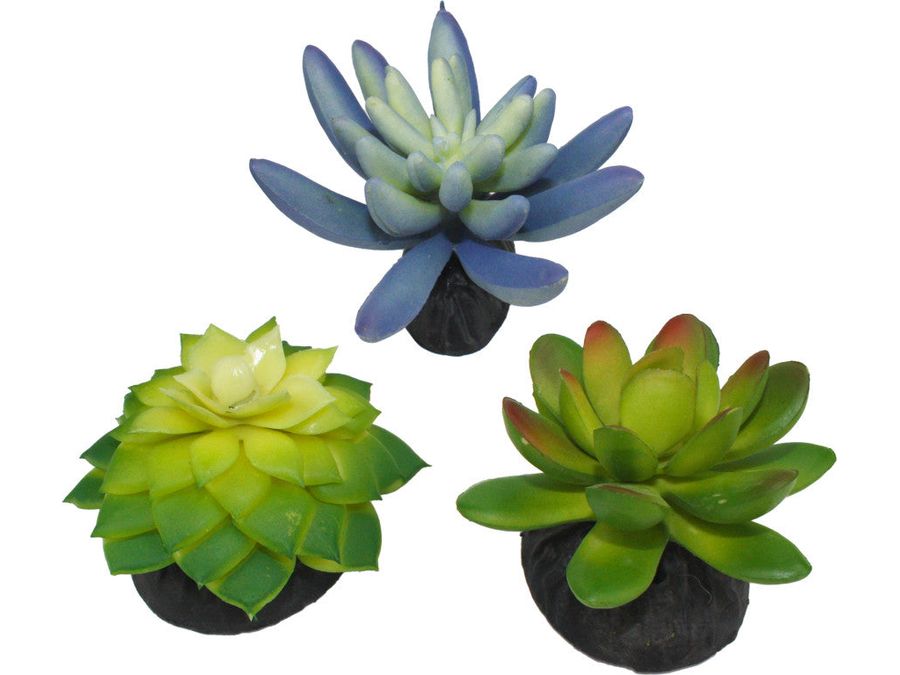 Komodo Desert Succulent Plant Blue & Green, 1ea/3 pk