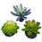 Komodo Desert Succulent Plant Blue & Green, 1ea/3 pk