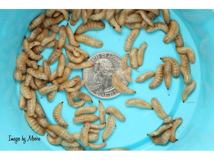 Large NutriGrubs (Cupped) - DubiaRoaches.com