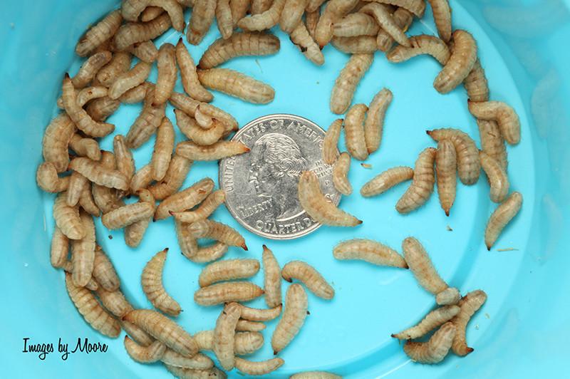 Large NutriGrubs (Cupped) - DubiaRoaches.com