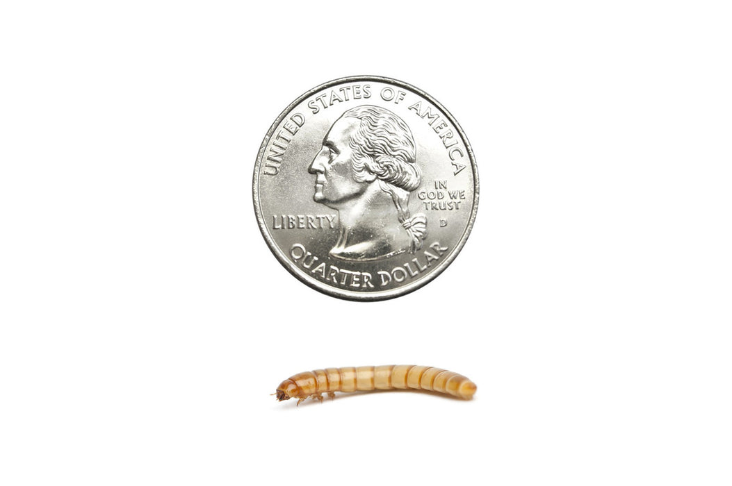 Large Mealworms (Cupped) - DubiaRoaches.com