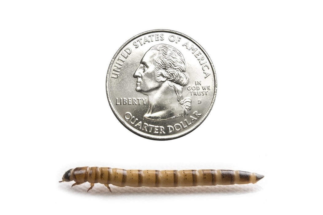 Large Superworms (Cupped) - DubiaRoaches.com