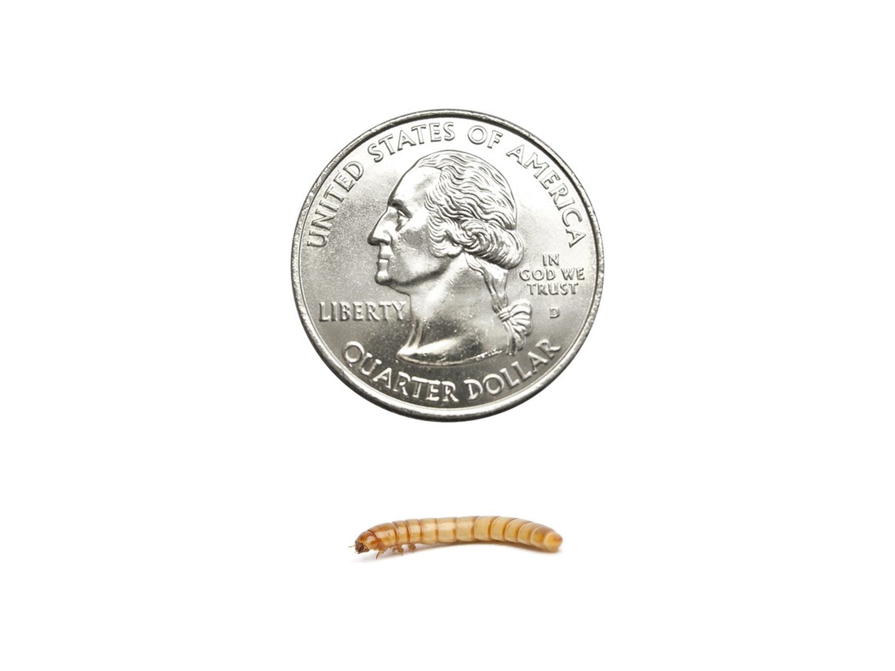 Medium Mealworms (Cupped) - DubiaRoaches.com