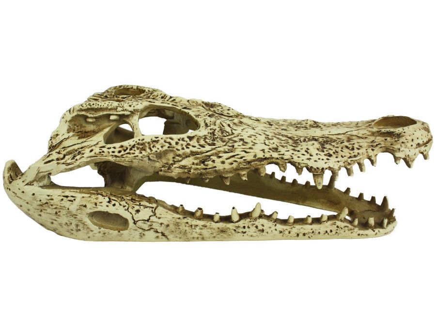 Komodo Alligator Skull Hideout