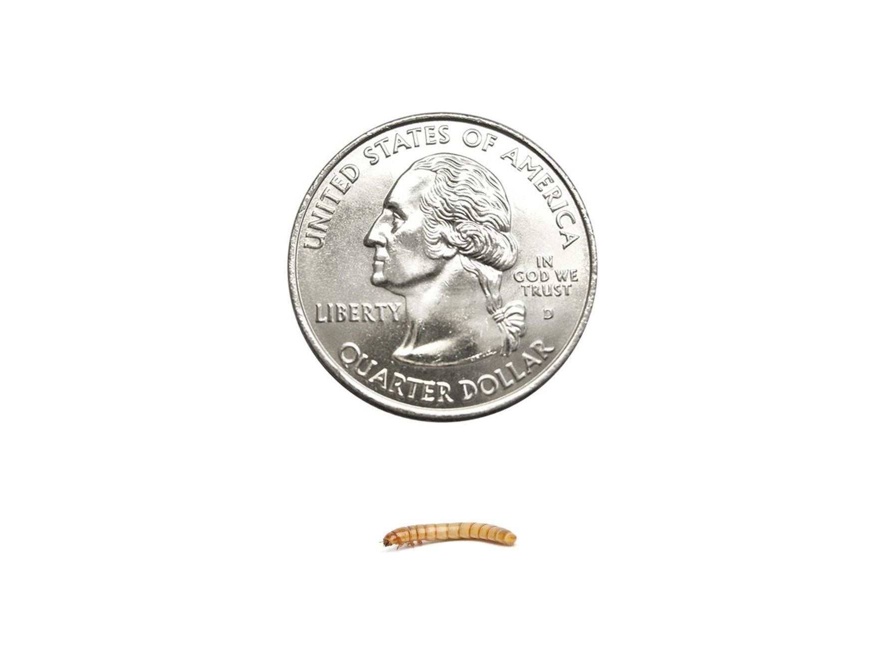 Small Mealworms (Cupped) - DubiaRoaches.com