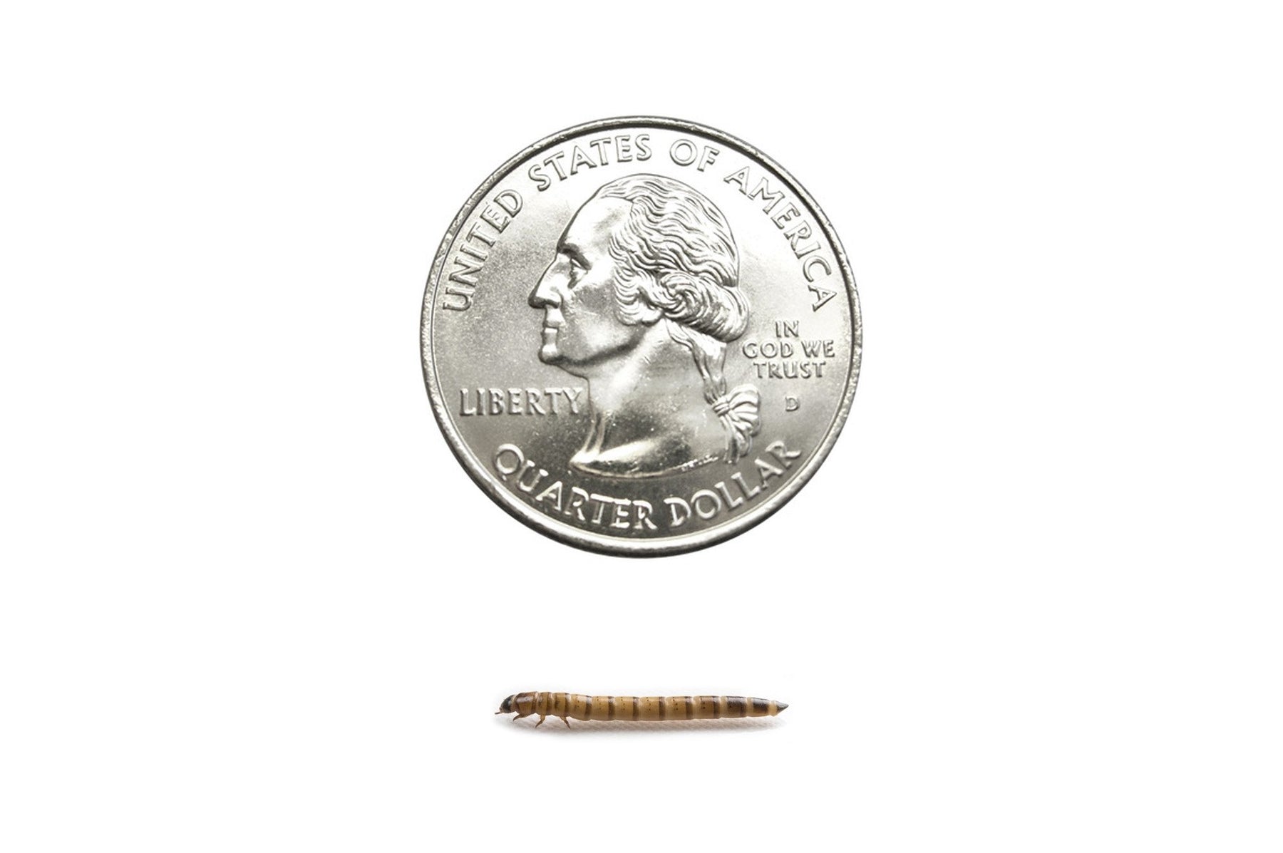 Small Superworms (Cupped) - DubiaRoaches.com